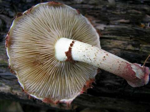 Image de Pholiota polychroa (Berk.) A. H. Sm. & H. J. Brodie 1935