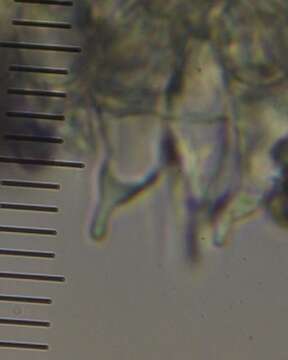 Image of Psilocybe aucklandiae Guzmán, C. C. King & Bandala 1991