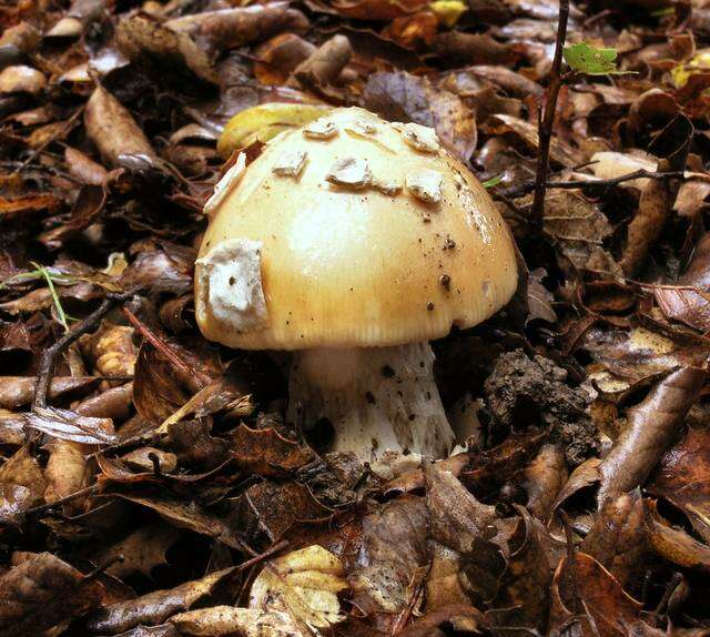 Image of Bittersweet orange ringless amanita