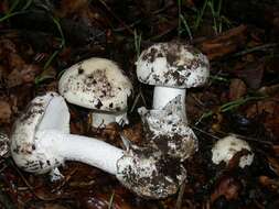 Image of Western North American Destroying Angel