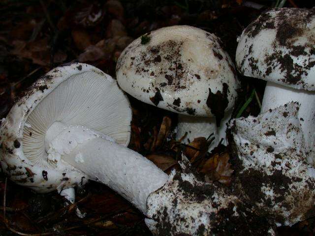 Image of Western North American Destroying Angel