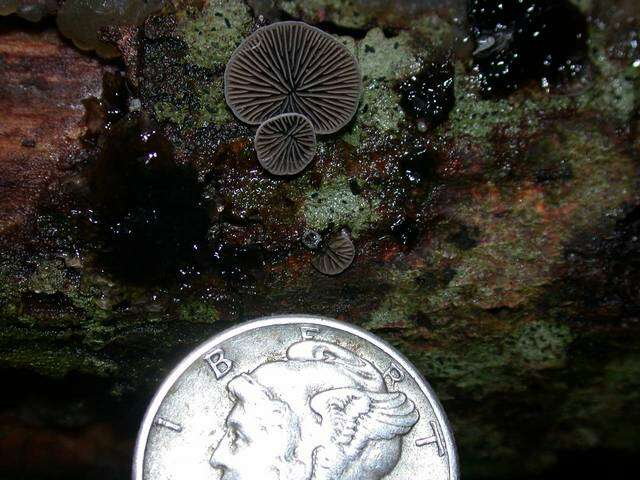 Image of black jelly oyster