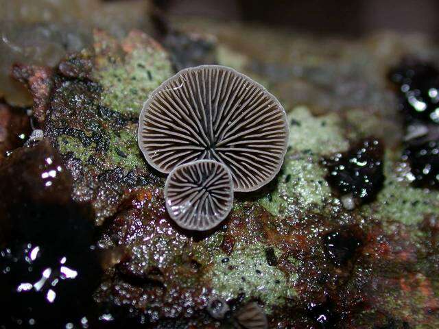 Image of black jelly oyster