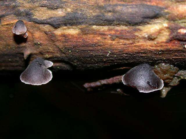 Image of black jelly oyster