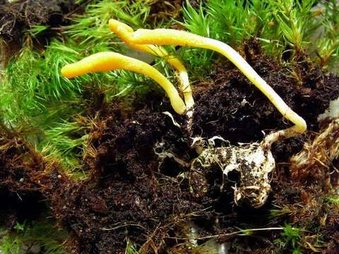 Plancia ëd Cordyceps