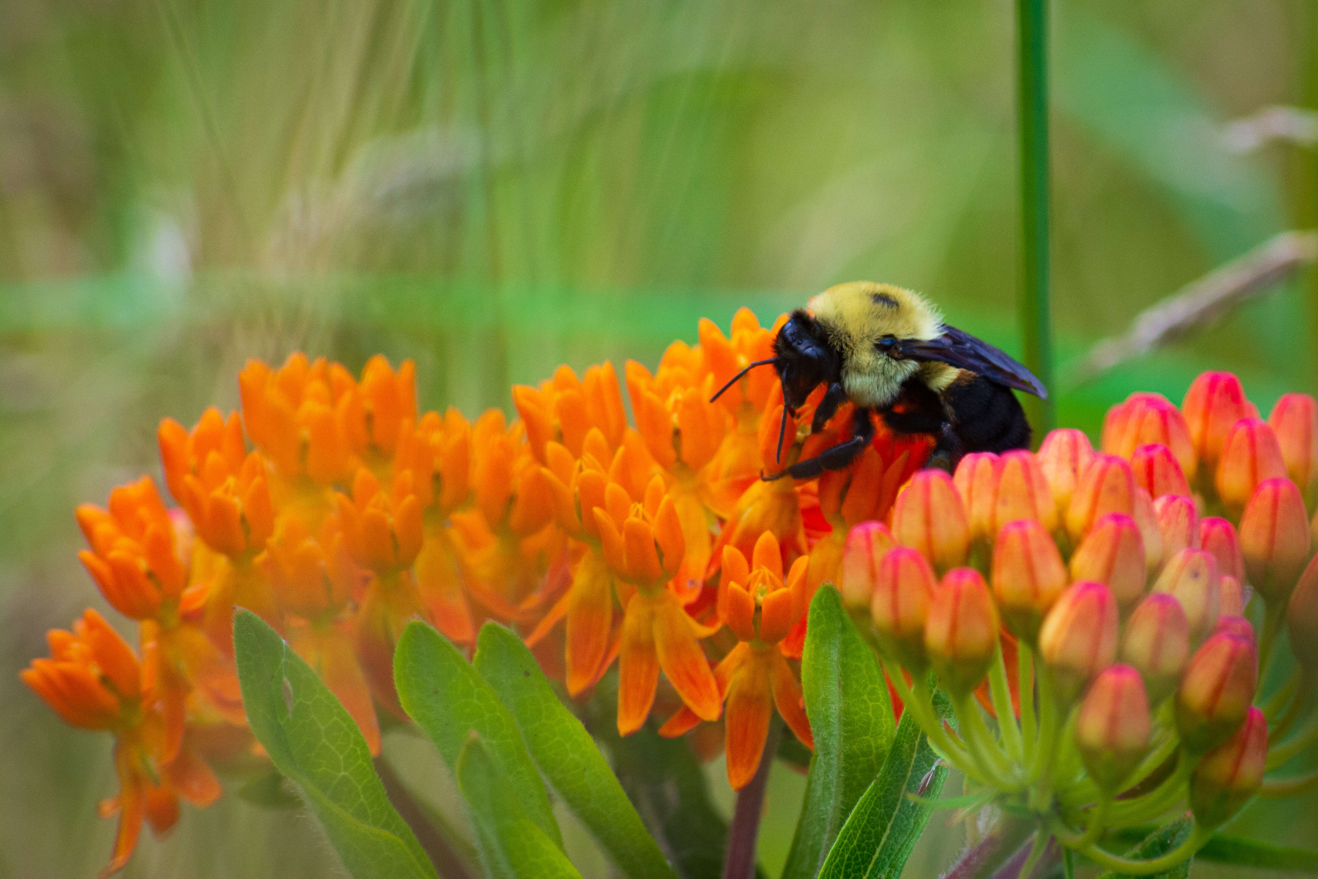 Image of butterfly milkweed