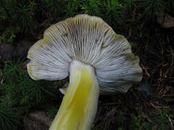 Plancia ëd Tricholoma viridilutescens M. M. Moser 1978