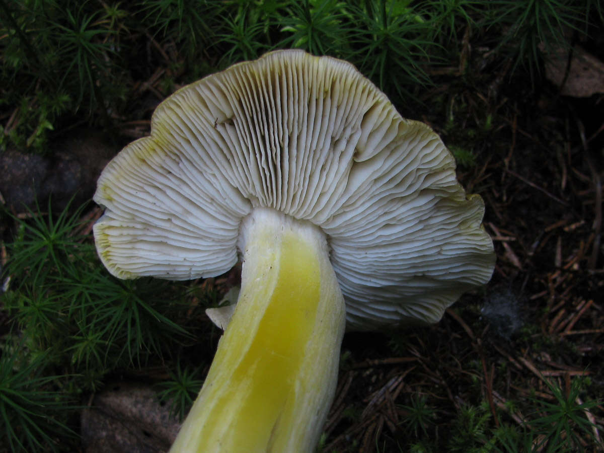 Tricholoma viridilutescens M. M. Moser 1978 resmi