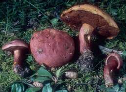 صورة Boletus flammans E. A. Dick & Snell 1965