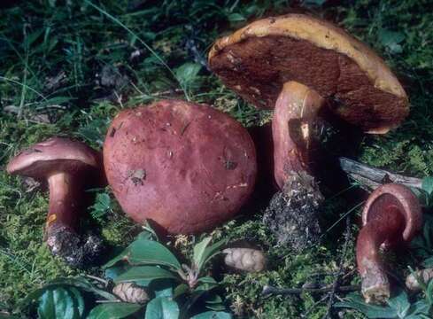 Sivun Boletus flammans E. A. Dick & Snell 1965 kuva