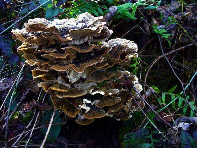 Image of Trametes