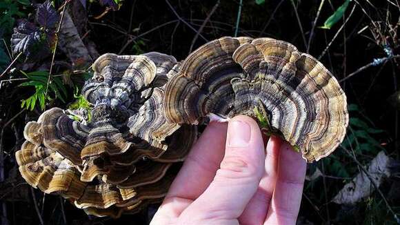 Image of Trametes