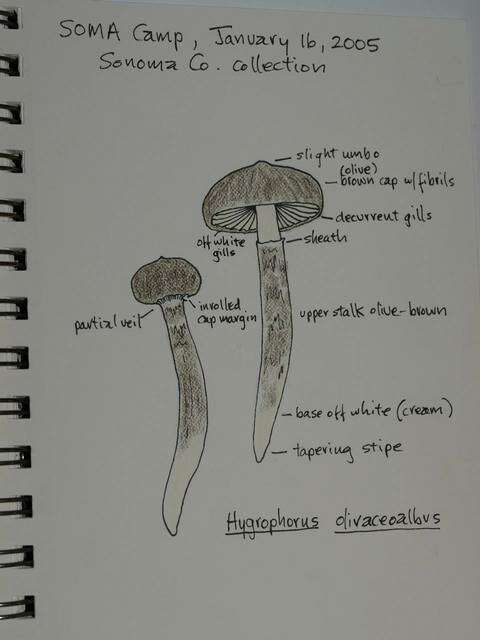 Слика од Hygrophorus