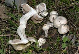 Inocybe resmi