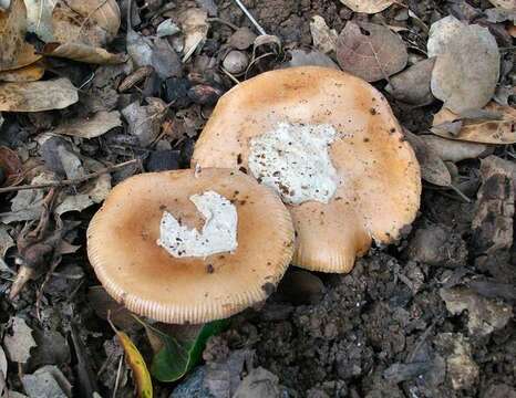 Image of Bittersweet orange ringless amanita