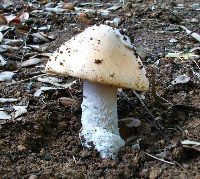 Image of Bittersweet orange ringless amanita