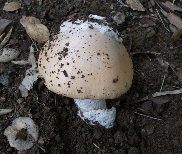 Image of Bittersweet orange ringless amanita