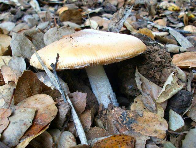 Image of Bittersweet orange ringless amanita