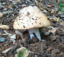 Image of Bittersweet orange ringless amanita