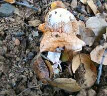 Image of Bittersweet orange ringless amanita