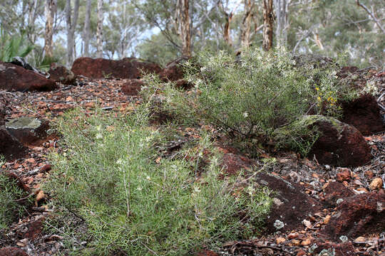 Imagem de Grevillea biternata Meissn.