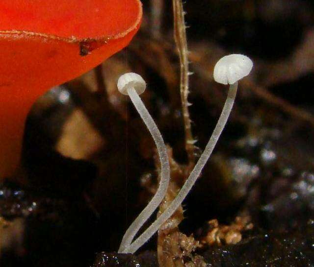 Image of Mycena aciculata (A. H. Sm.) Desjardin & E. Horak 2002