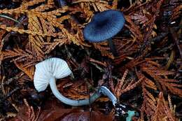 Image of Entoloma yatesii (Murrill) Blanco-Dios 2015