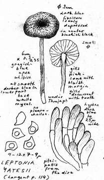 Image of Entoloma yatesii (Murrill) Blanco-Dios 2015