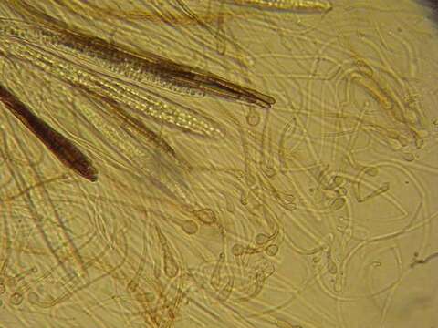 Image of Geoglossomycetes