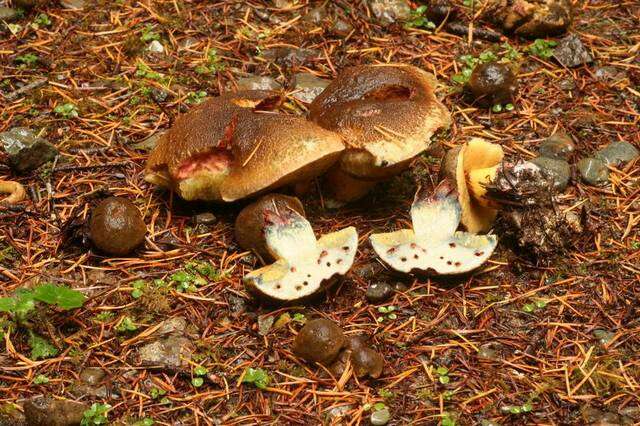 Cyanoboletus resmi