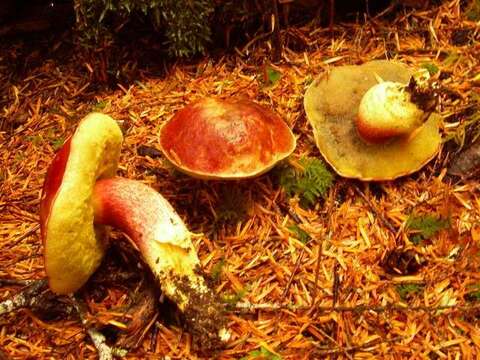 Image of Boletus smithii Thiers 1965