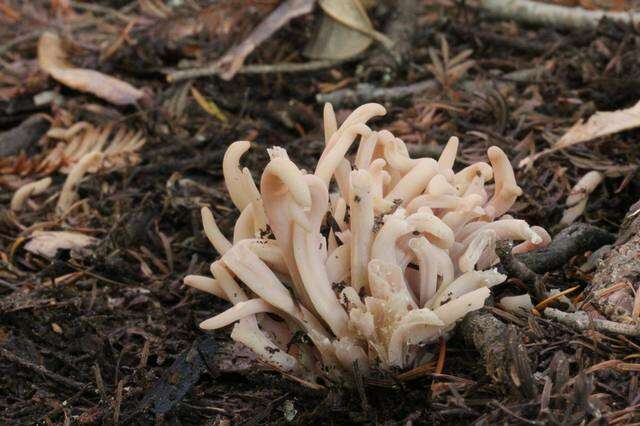 Clavaria resmi