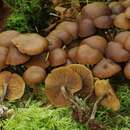 Kuehneromyces lignicola (Peck) Redhead 1984 resmi