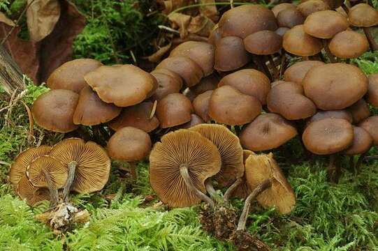 Kuehneromyces resmi