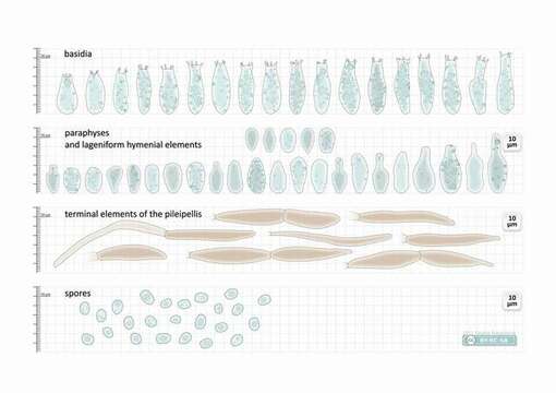 Слика од Pluteaceae