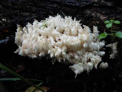 Image of tooth fungi