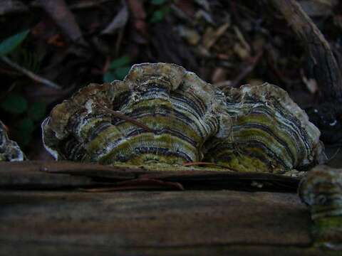 Image of Trametes