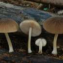 Image de Pluteus readiarum G. Stev. 1962