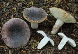 Image de Russula griseoviridis McNabb 1973