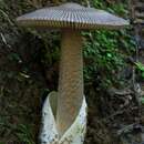 Image de Amanita pekeoides G. S. Ridl. 1991