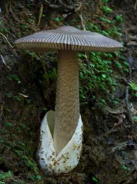 Image of Amanita pekeoides G. S. Ridl. 1991