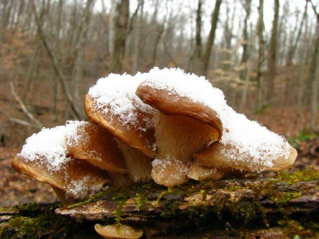 Image of Pleurotus