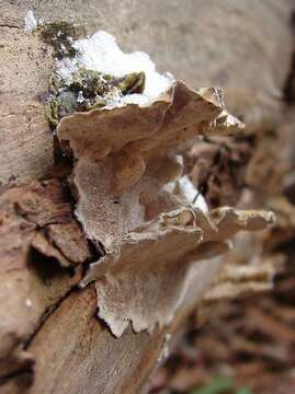 Image of Trametes