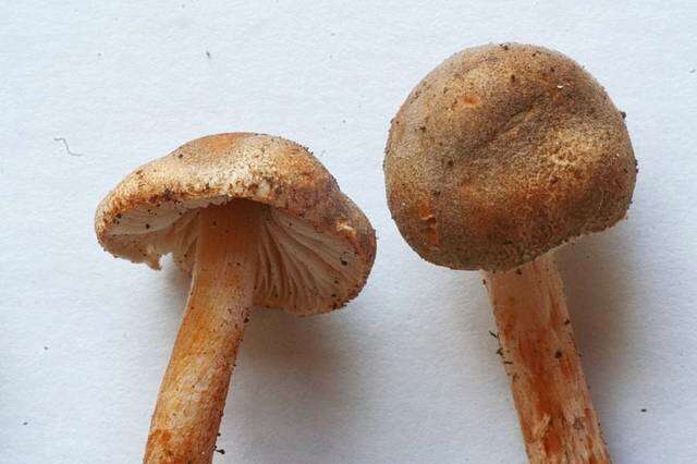 Image of Lepiota