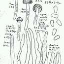 Image of Lepiota tomentella J. E. Lange 1923