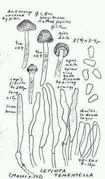 Image of Lepiota