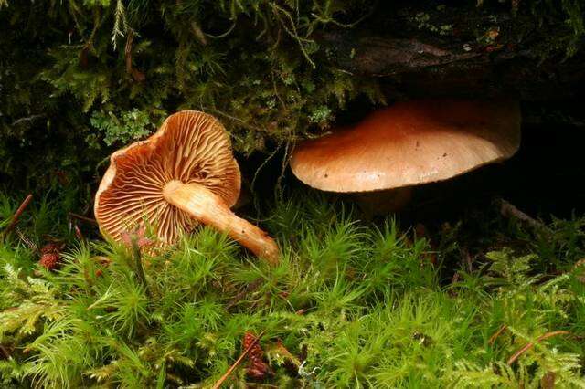 Image of Pholiota