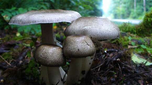 Agaricus resmi