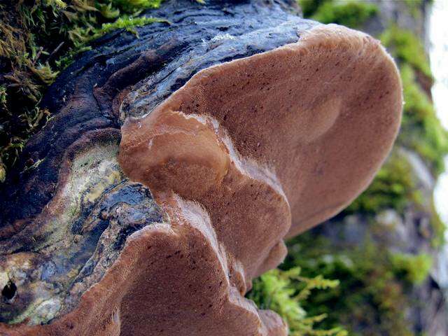 Image of Phellinus