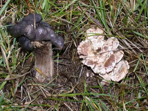 Image of Clitocybe sclerotoidea (Morse) H. E. Bigelow 1958